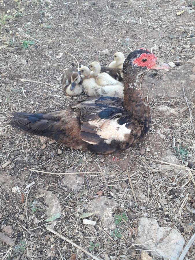 Quinta Da Jolanda-Happy Family Farm Διαμέρισμα Λάγος Εξωτερικό φωτογραφία